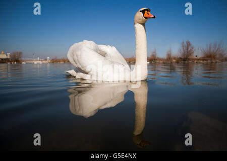 Höckerschwan (Cygnus Olor), Donau, Tulln, Niederösterreich, Österreich Stockfoto