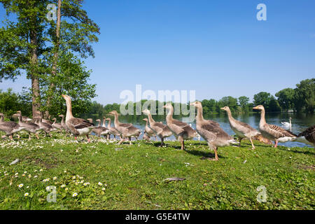 Familie von Gänsen, Graugans (Anser Anser) mit einer Menge von Jungtauben, Kleiner Dutzendteich, Volkspark Dutzendteich, Nürnberg Stockfoto