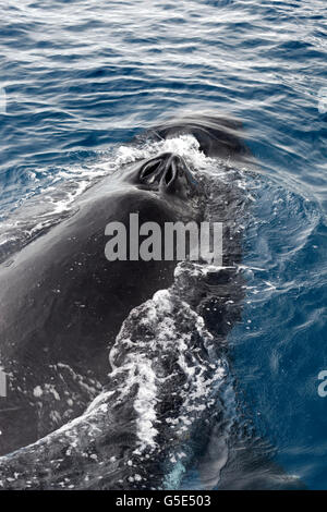 Buckelwal (Impressionen Novaeangliae) mit geöffneten Lunker, Queensland, Pazifik, Australien Stockfoto