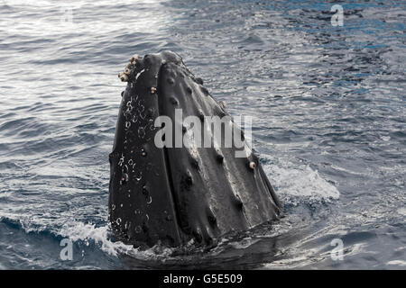 Buckelwal (Impressionen Novaeangliae) mit Entenmuscheln (Balanus SP.), artspezifische Spion-hopping, Queensland, Pazifik Stockfoto