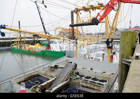 Muscheln werden geladen vom Boot auf einen LKW, Muschel-Fischerei auf der Insel Sylt, Hoernum, Schleswig-Holstein Stockfoto