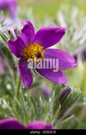 Kuhschelle oder des Dänen Blut (Pulsatilla Vulgaris), Botanischer Garten, Bochum, Nordrhein-Westfalen Stockfoto