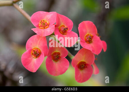 Dornenkronen oder Christus Pflanze (Euphorbia Milii), Blumen, Botanischer Garten, Bochum, Nordrhein-Westfalen Stockfoto