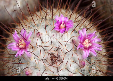 Kaktus Blumen (Mammillaria Bombycina), Botanischer Garten, Bochum, Nordrhein-Westfalen Stockfoto