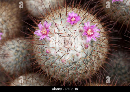 Kaktus Blumen (Mammillaria Bombycina), Botanischer Garten, Bochum, Nordrhein-Westfalen Stockfoto