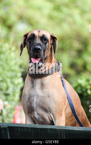 Porträt einer Dogge auf einer Hundeausstellung Stockfoto