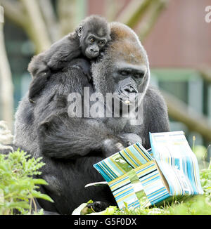 Kukena, der kleine westliche Flachland-Gorilla, klammert sich an seine Mutter Salome, während sie verpackte Lebensmittelgeschenke öffnet, als Kukena am 27. September seinen ersten Geburtstag in den Bristol Zoo Gardens feiert. Der kleine Kukena ist noch klein, wiegt etwa 7kg und steht etwa 45cm groß und klammert sich immer noch an seine Mutter Salome, wird aber mit seiner Entwicklung abenteuerlicher. Stockfoto