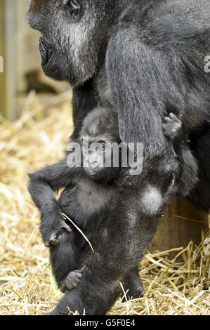 Erster Geburtstag Zoo Marken gorilla Stockfoto