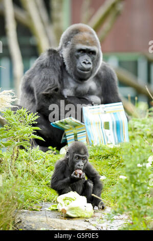 Kukena der kleine westliche Flachland-Gorilla bleibt seiner Mutter Salome nahe, während sie verpackte Lebensmittelgeschenke öffnet, als Kukena am 27. September seinen ersten Geburtstag in den Bristol Zoo Gardens feiert. Der kleine Kukena ist noch klein, wiegt ca. 7kg und steht ca. 45cm groß und klammert sich immer noch an seine Mutter Salome, wird aber mit seiner Entwicklung abenteuerlicher. Stockfoto