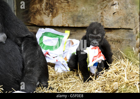 Erster Geburtstag Zoo Marken gorilla Stockfoto