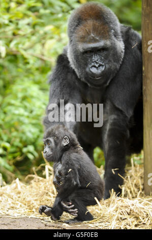 Erster Geburtstag Zoo Marken gorilla Stockfoto