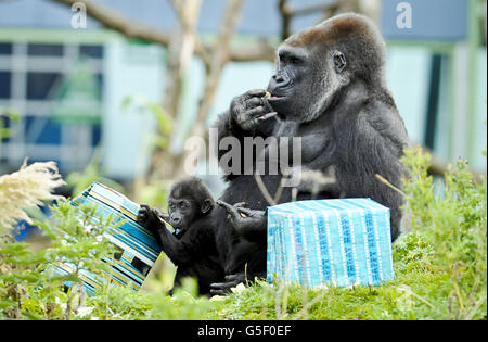 Erster Geburtstag Zoo Marken gorilla Stockfoto