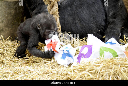 Erster Geburtstag Zoo Marken gorilla Stockfoto