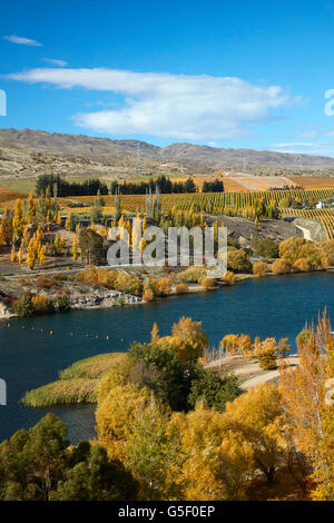 Herbstfärbung, Bannockburn Inlet, Lake Dunstan, Central Otago, Südinsel, Neuseeland Stockfoto