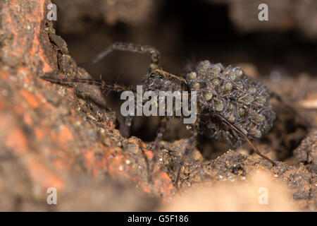 Wolfspinne (Pardosa SP.) mit Jungspinnen. Weibliche Spinne tragen junge auf Bauch, in der Familie Lycosidae Stockfoto