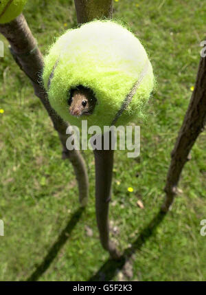 Lese Maus Tim Tennisbälle Stockfoto