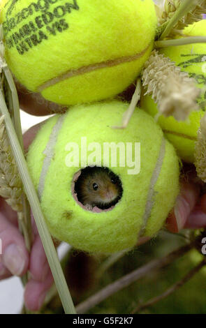 Lese Maus Tim Tennisbälle Stockfoto