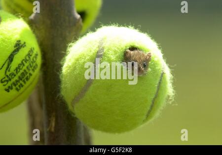 Lese Maus Tim Tennisbälle Stockfoto