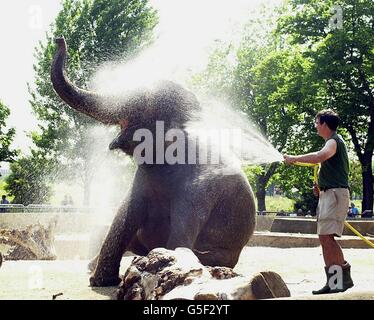 Elefant wird abgekühlt Stockfoto