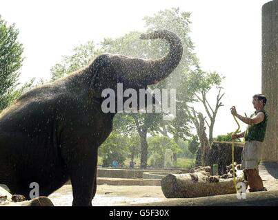 Der malaysische Elefant, der von ihrem Tierpfleger Jim Robson im Londoner Zoo geduscht wird, während die Temperaturen in der Hauptstadt anstiegen. Im Zentrum Londons und im Südosten wurden die Temperaturen auf 29 Grad Celsius (84F) prognostiziert. * das heiße Wetter sollte bis morgen andauern, mit kühlerem, frischeren Wetter am 27/6/01. Stockfoto