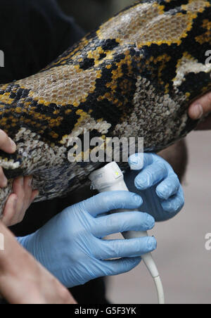 Tierpfleger und Tierärzte vom Chester Zoo und Kardiologen aus Cardiff Met arbeiten zusammen, um einen Gesundheitscheck durchzuführen, einschließlich des ersten Ultraschalls, der an zwei rettikulierten Pythons durchgeführt wird. Stockfoto