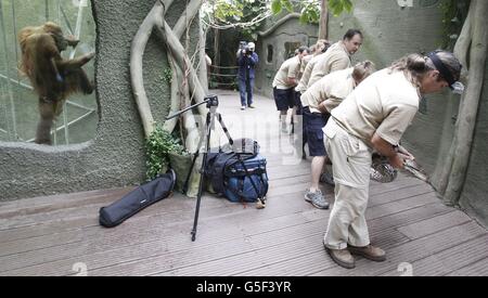 Netzartige Pythons "Health Check" Stockfoto