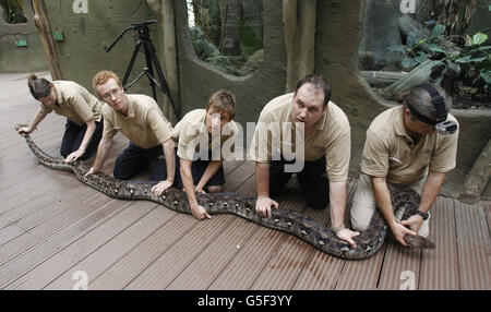 Netzartige Pythons "Health Check" Stockfoto