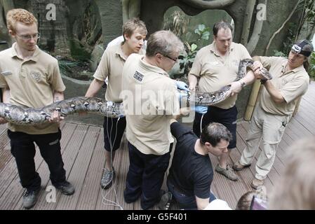 Tierpfleger und Tierärzte vom Chester Zoo und Kardiologen aus Cardiff Met arbeiten zusammen, um einen Gesundheitscheck durchzuführen, einschließlich des ersten Ultraschalls, der an zwei rettikulierten Pythons durchgeführt wird. Stockfoto