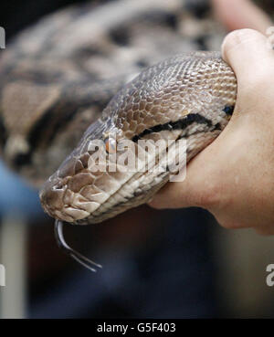 Netzartige Pythons "Health Check" Stockfoto