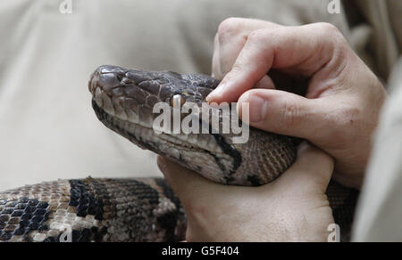 Netzartige Pythons "Health Check" Stockfoto