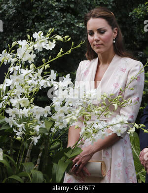 Die Herzogin von Cambridge blickt auf eine Orchidee, die nach Prinz Wilhelms Mutter Diana, Prinzessin von Wales, benannt wurde, während ihres ersten Engagements in Singapur, im Rahmen einer neuntägigen Tour durch den Fernen Osten und den Südpazifik zu Ehren des Diamantenjubiläums der Königin. Stockfoto