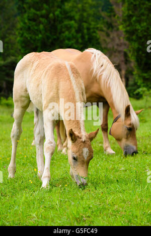 Haflinger-Pferd mit Fohlen auf der Wiese Stockfoto