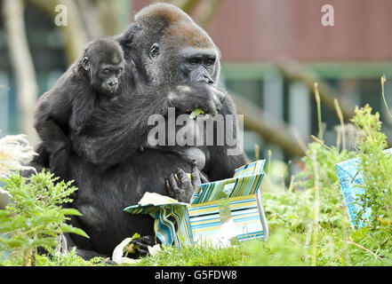 Erster Geburtstag Zoo Marken gorilla Stockfoto