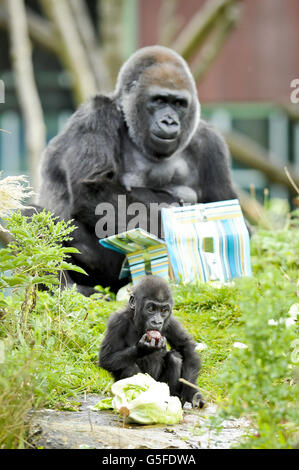 Kukena der kleine westliche Flachland-Gorilla bleibt seiner Mutter Salome nahe, während sie verpackte Lebensmittelgeschenke öffnet, als Kukena am 27. September seinen ersten Geburtstag in den Bristol Zoo Gardens feiert. Der kleine Kukena ist noch klein, wiegt ca. 7kg und steht ca. 45cm groß und klammert sich immer noch an seine Mutter Salome, wird aber mit seiner Entwicklung abenteuerlicher. Stockfoto