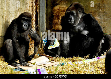 Kukena der kleine westliche Flachland-Gorilla spielt mit Geschenkpapier aus seinen Geschenken, als Kukena am 27. September seinen ersten Geburtstag in den Bristol Zoo Gardens feiert. Der kleine Kukena ist noch klein, wiegt ca. 7kg und steht ca. 45cm groß und klammert sich immer noch an seine Mutter Salome, wird aber mit seiner Entwicklung abenteuerlicher. Stockfoto