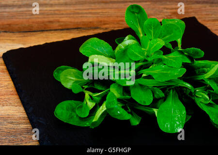 Frische saftige Grün-Mais-Salat, Isolated on White Background Stockfoto