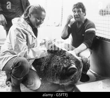 Hercules entspannt sich mit seinen erleichterten Besitzern Andy und Maggie Robin, nachdem er mit einer Beruhigungspistole angeschossen wurde. Der Grizzlybär war 22 Tage lang auf North Uist, den Äußeren Hebriden, auf der Flucht, nachdem er von der Insel Benbecula, wo er einen Werbespot drehte, geschwommen war. Stockfoto