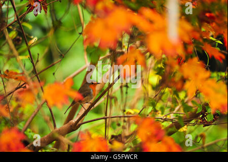 Ein Robin sitzt im rot-orangen Farbton eines Acer japonicum 'Aconitifolium', das rot wird und seine Herbstblätter ablässt, im Garten 'Andrews Corner' in Belstone, Dartmoor, Devon. Stockfoto