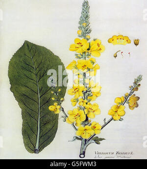 botanik, Blüte, kleinblütige Königskerze (Verbascum Thapsus), Blüte und Blatt, Farbstich, 19. Jahrhundert, Gemeine Königskerze, Flanellblatt, Flanellpflanze, Gemeine Königskerze, Pflanze, Pflanzen, historisch, historisch, Additional-Rights-Clearences-not available Stockfoto