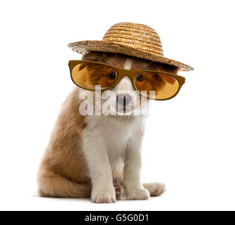 Border Collie Welpen tragen einen Strohhut und Gläser Stockfoto