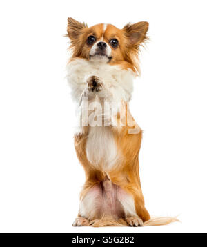 Chihuahua betteln vor einem weißen Hintergrund Stockfoto