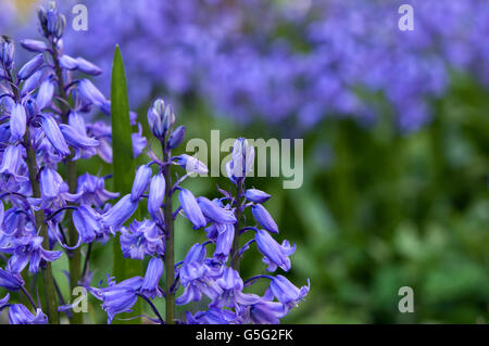 Glockenblumen aka Hyacinthoides, Endymion nicht-Scriptus oder Scilla non-Scripta ist eine bauchige mehrjährige Pflanze Stockfoto