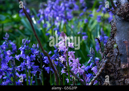 Glockenblumen aka Hyacinthoides, Endymion nicht-Scriptus oder Scilla non-Scripta ist eine bauchige mehrjährige Pflanze Stockfoto