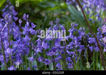 Glockenblumen aka Hyacinthoides, Endymion nicht-Scriptus oder Scilla non-Scripta ist eine bauchige mehrjährige Pflanze Stockfoto