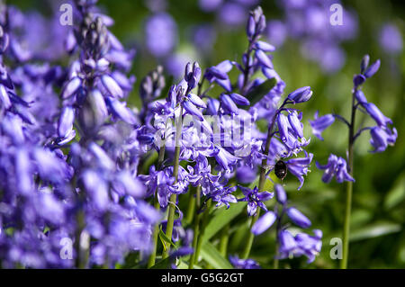 Glockenblumen aka Hyacinthoides, Endymion nicht-Scriptus oder Scilla non-Scripta ist eine bauchige mehrjährige Pflanze Stockfoto