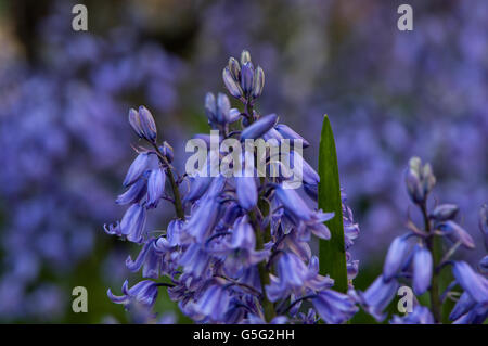 Glockenblumen aka Hyacinthoides, Endymion nicht-Scriptus oder Scilla non-Scripta ist eine bauchige mehrjährige Pflanze Stockfoto