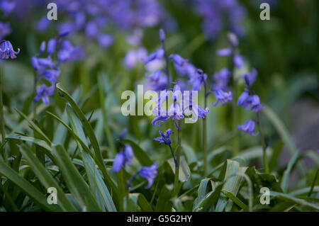 Glockenblumen aka Hyacinthoides, Endymion nicht-Scriptus oder Scilla non-Scripta ist eine bauchige mehrjährige Pflanze Stockfoto