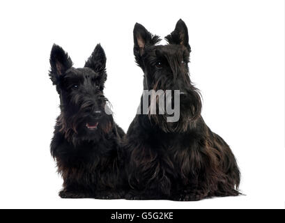 Zwei schottische Terrier sitzt vor einem weißen Hintergrund Stockfoto