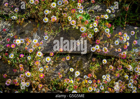 Erigeron Karvinskianus. "Fülle" Stockfoto