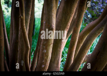 Chilenische Myrte. Luma apiculata. Stockfoto